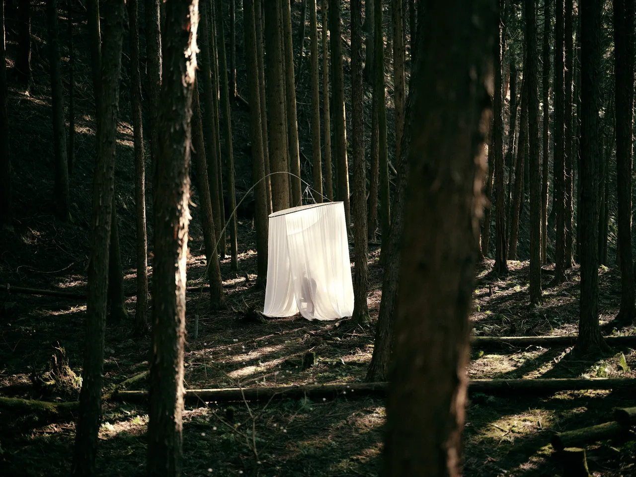 森を展示する部屋